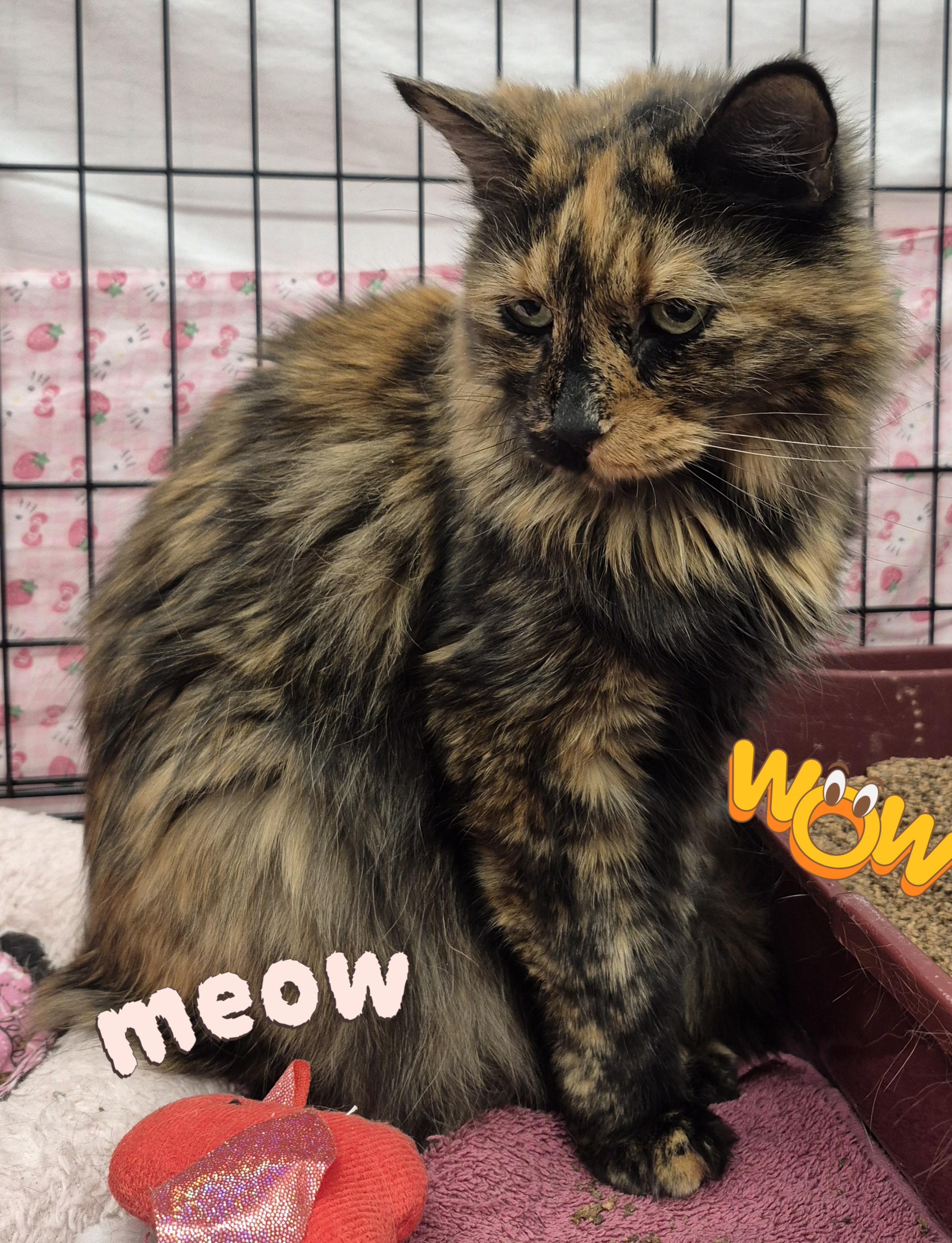 Enlarge Ellie, a ADOPTABLE mixed breed in Albuquerque, NM image 2/5