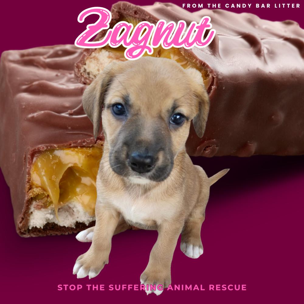 Zagnut, Adoptable, Puppy Female Beagle.