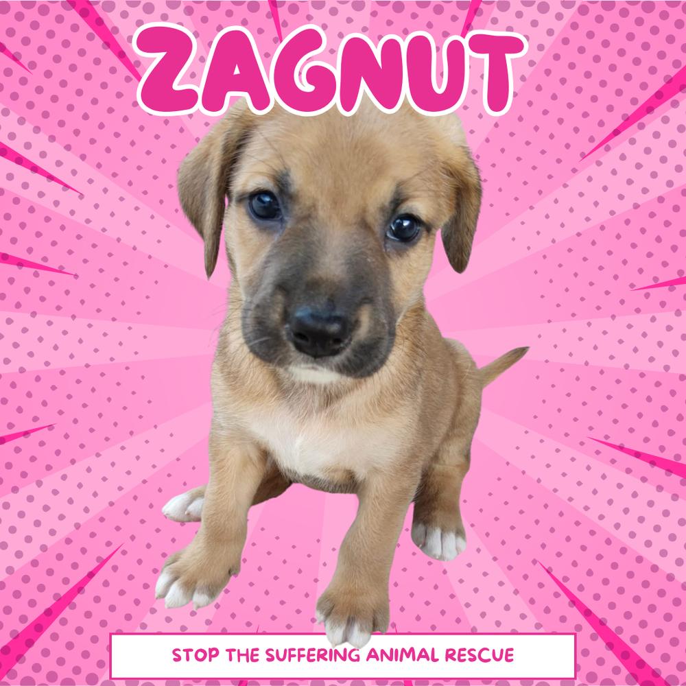 Zagnut thumbnail 4