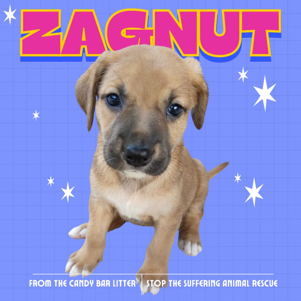 Zagnut thumbnail 5