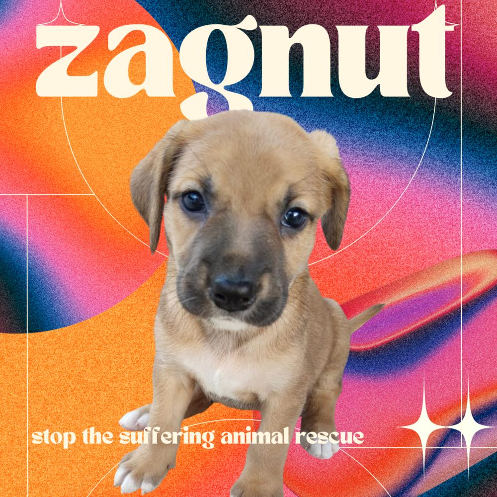 Zagnut thumbnail 6