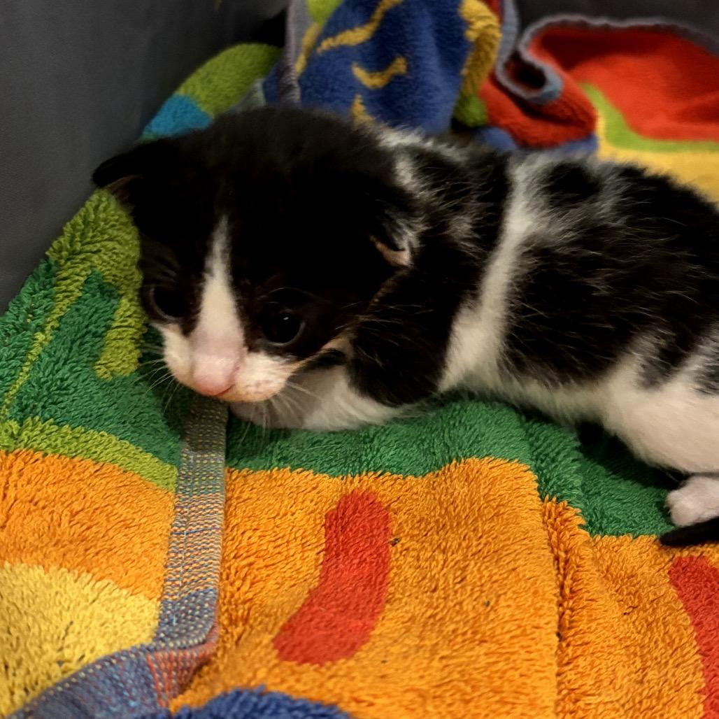 Blossom, Adoptable, Kitten Female Domestic Short Hair.