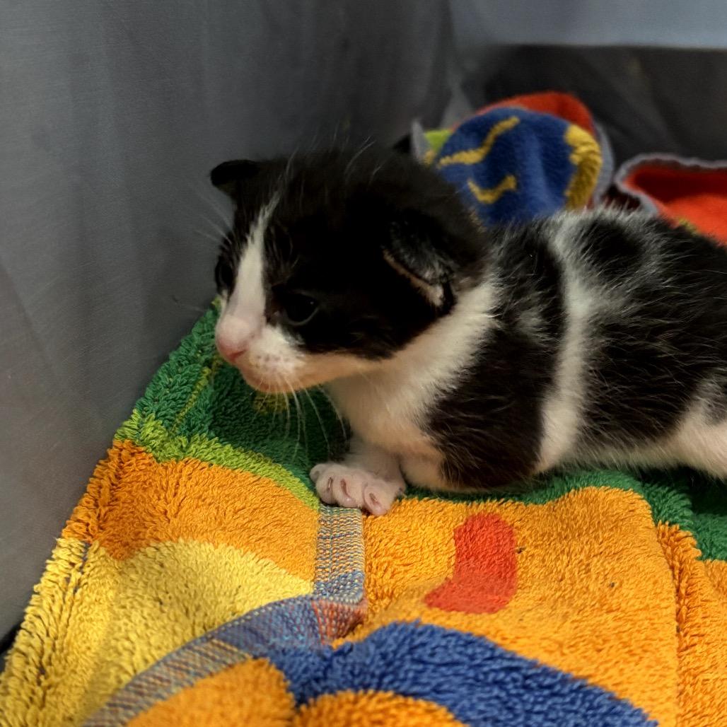 Enlarge Blossom, a Adoptable Domestic Short Hair in Katy, TX image 2/2