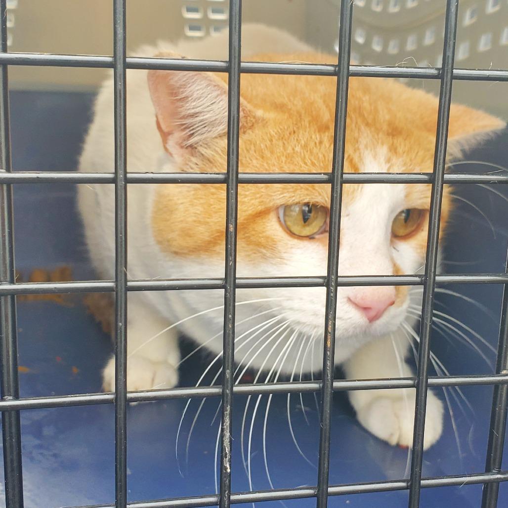 Enlarge Pancho, a Adoptable Domestic Short Hair in Lake Jackson, TX image 1/1