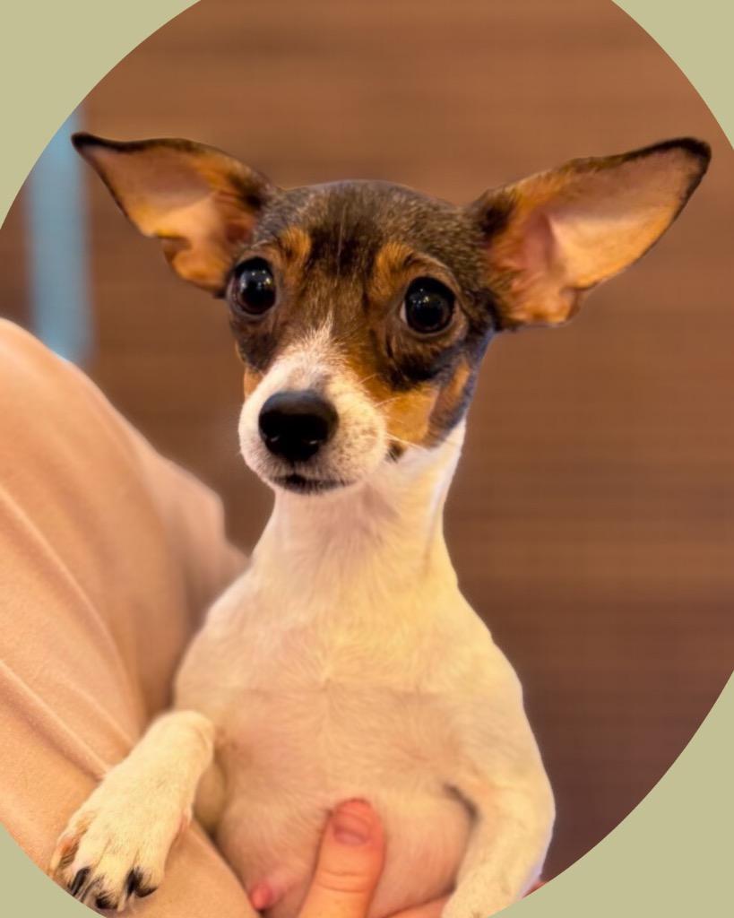 Lily, Adoptable, Adult Female Chihuahua & Rat Terrier.