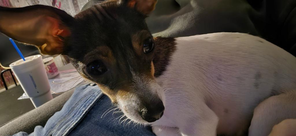 Enlarge Lily, a Adoptable mixed breed in Bryan, TX image 2/6