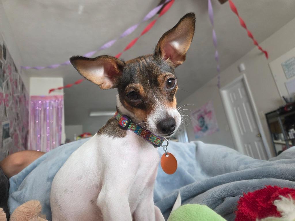 Enlarge Lily, a Adoptable mixed breed in Bryan, TX image 4/6