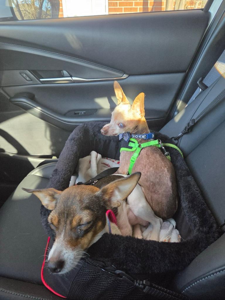 Enlarge Lily, a Adoptable mixed breed in Bryan, TX image 5/6