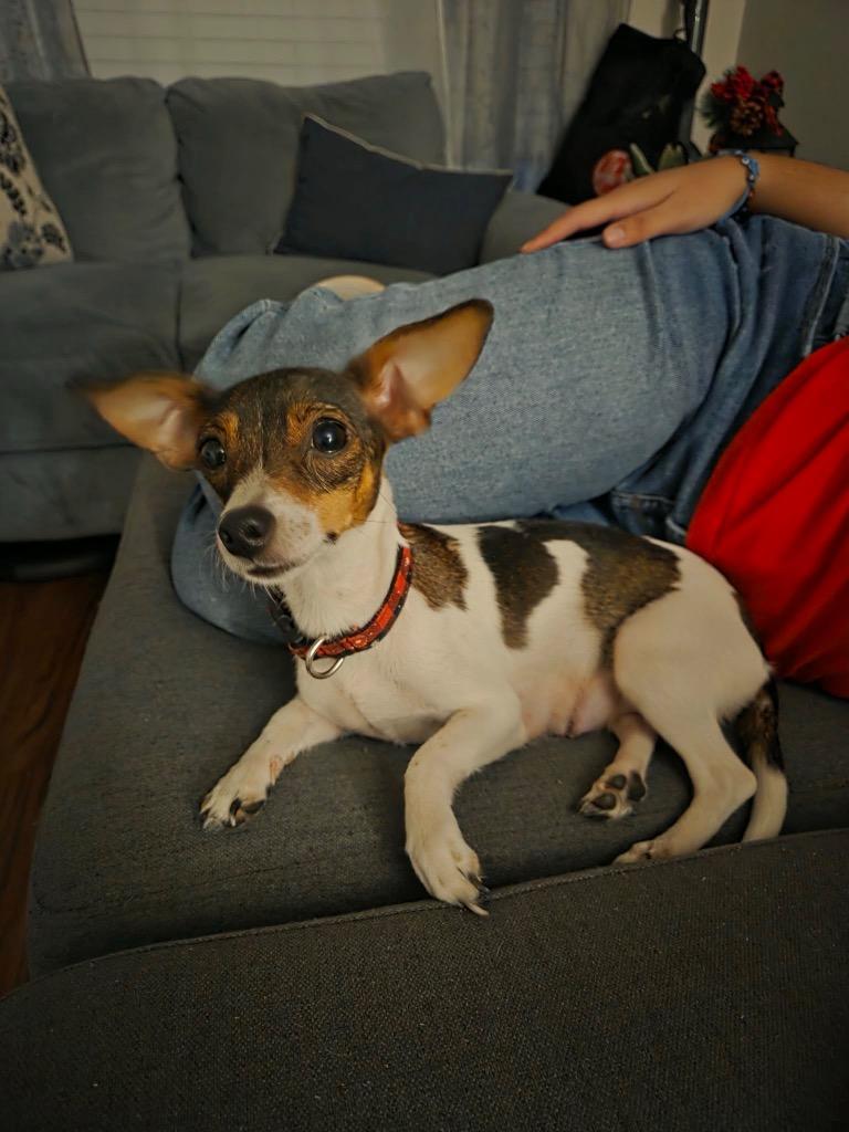 Enlarge Lily, a Adoptable mixed breed in Bryan, TX image 6/6