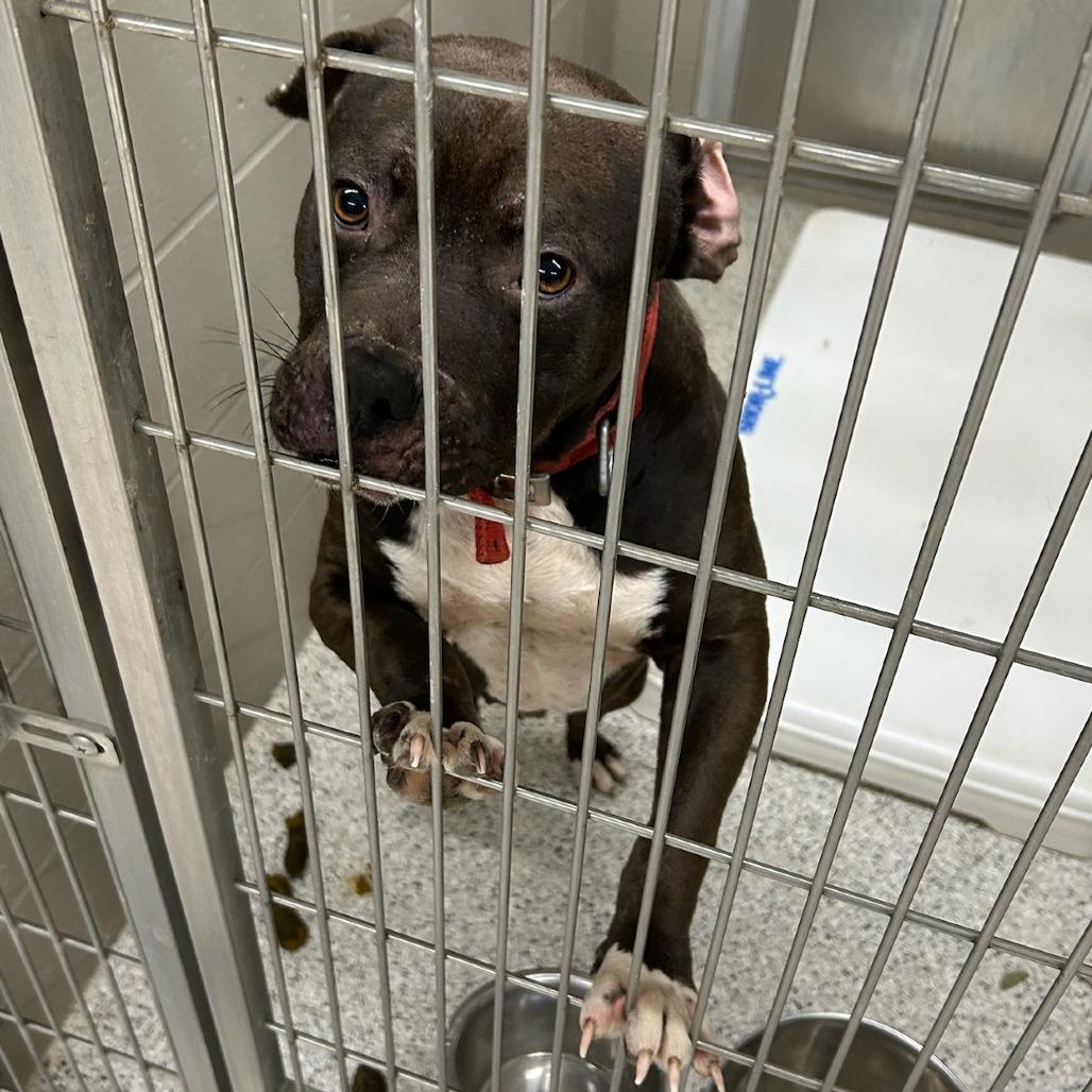 Taco, Adoptable, Adult Male Pit Bull Terrier.