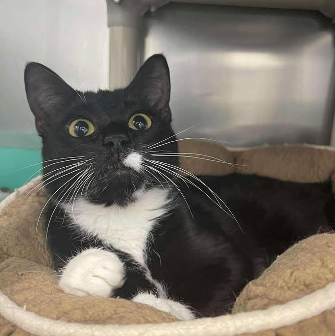 Enlarge Heart, an adopted Domestic Short Hair in Winthrop, ME image 1/2