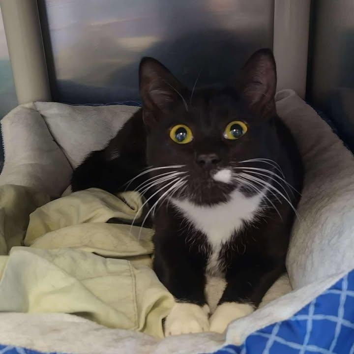 Enlarge Heart, an adopted Domestic Short Hair in Winthrop, ME image 2/2