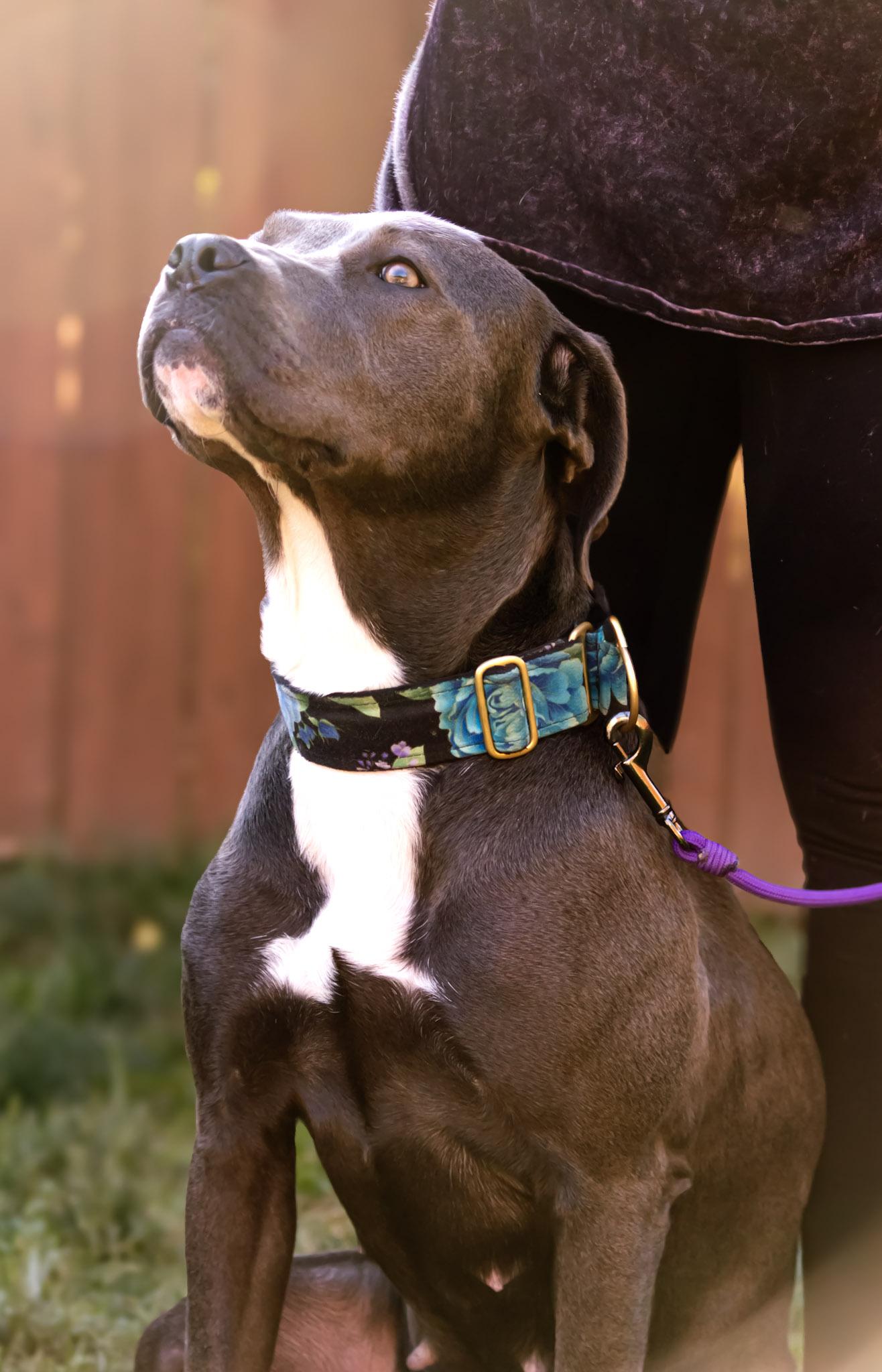 Enlarge Georgia, a Adopted mixed breed in Des Peres, MO image 2/6