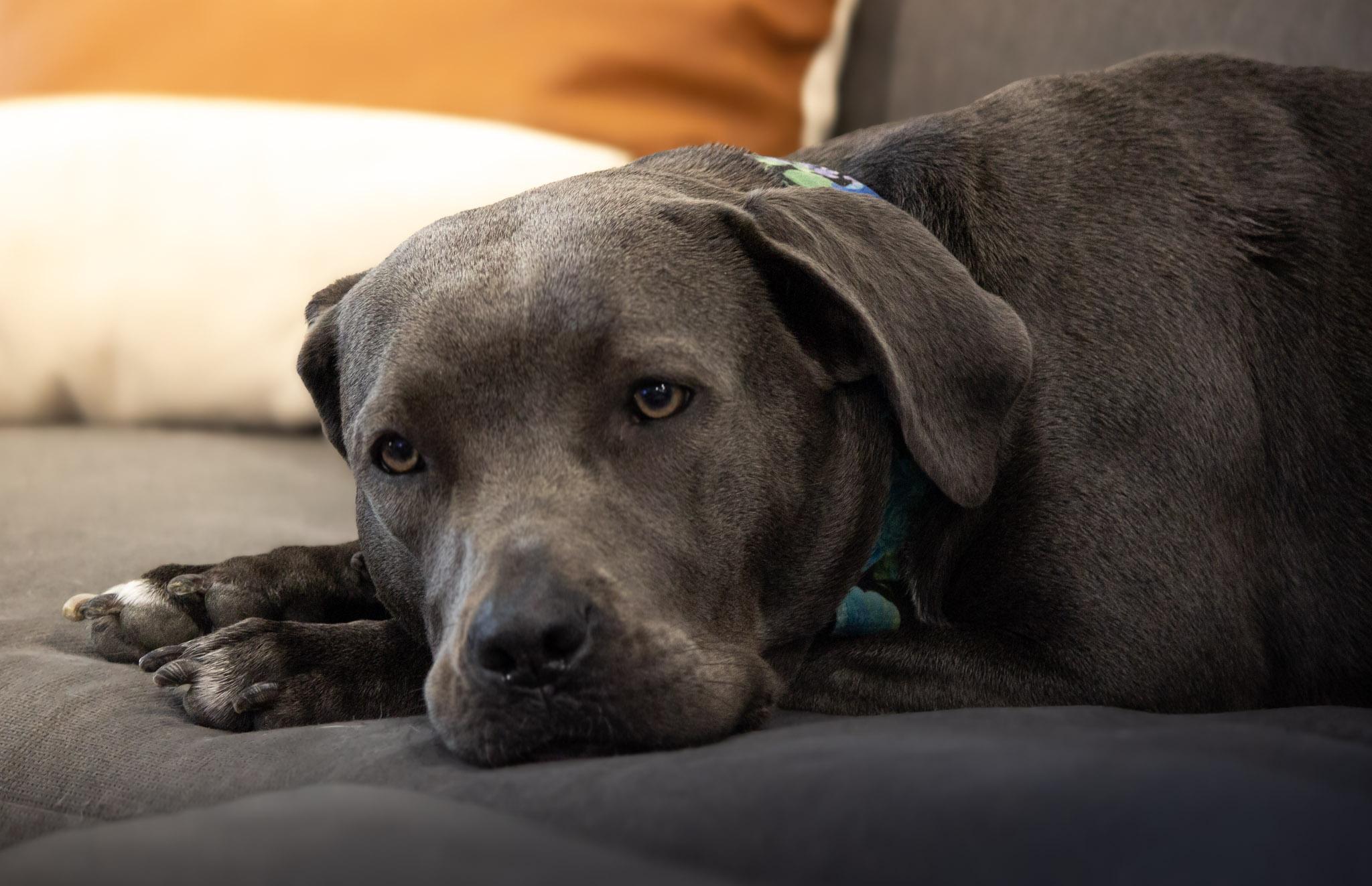 Enlarge Georgia, a Adopted mixed breed in Des Peres, MO image 3/6