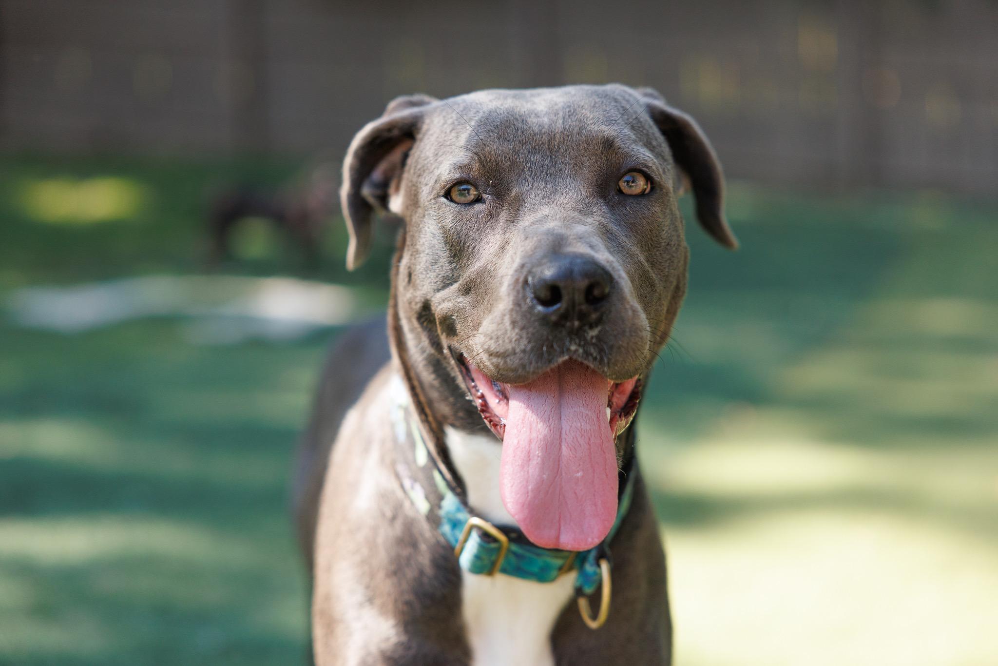 Georgia, Adopted, Young Female Presa Canario & Cane Corso.