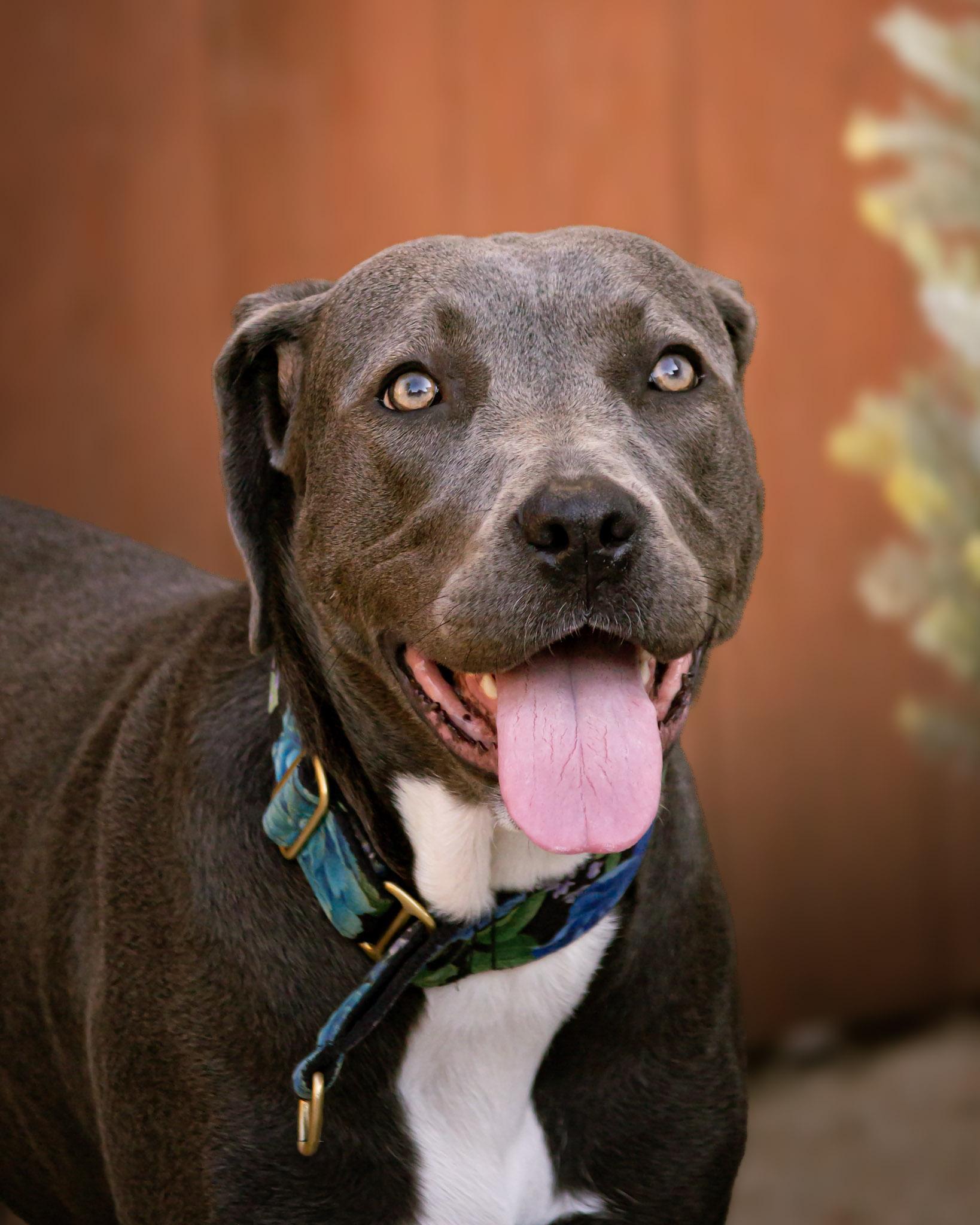 Enlarge Georgia, a Adopted mixed breed in Des Peres, MO image 4/6