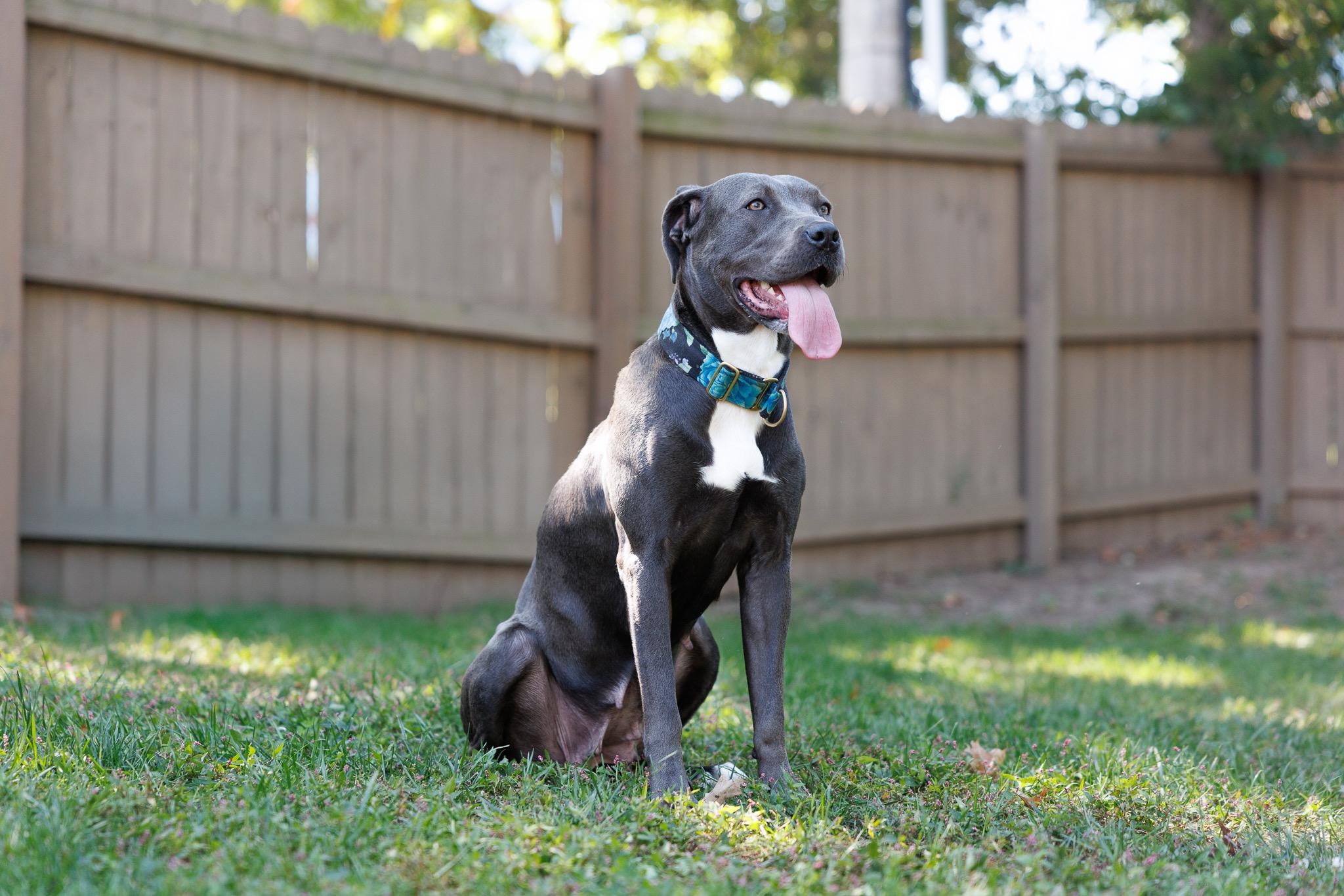 Enlarge Georgia, a Adopted mixed breed in Des Peres, MO image 5/6