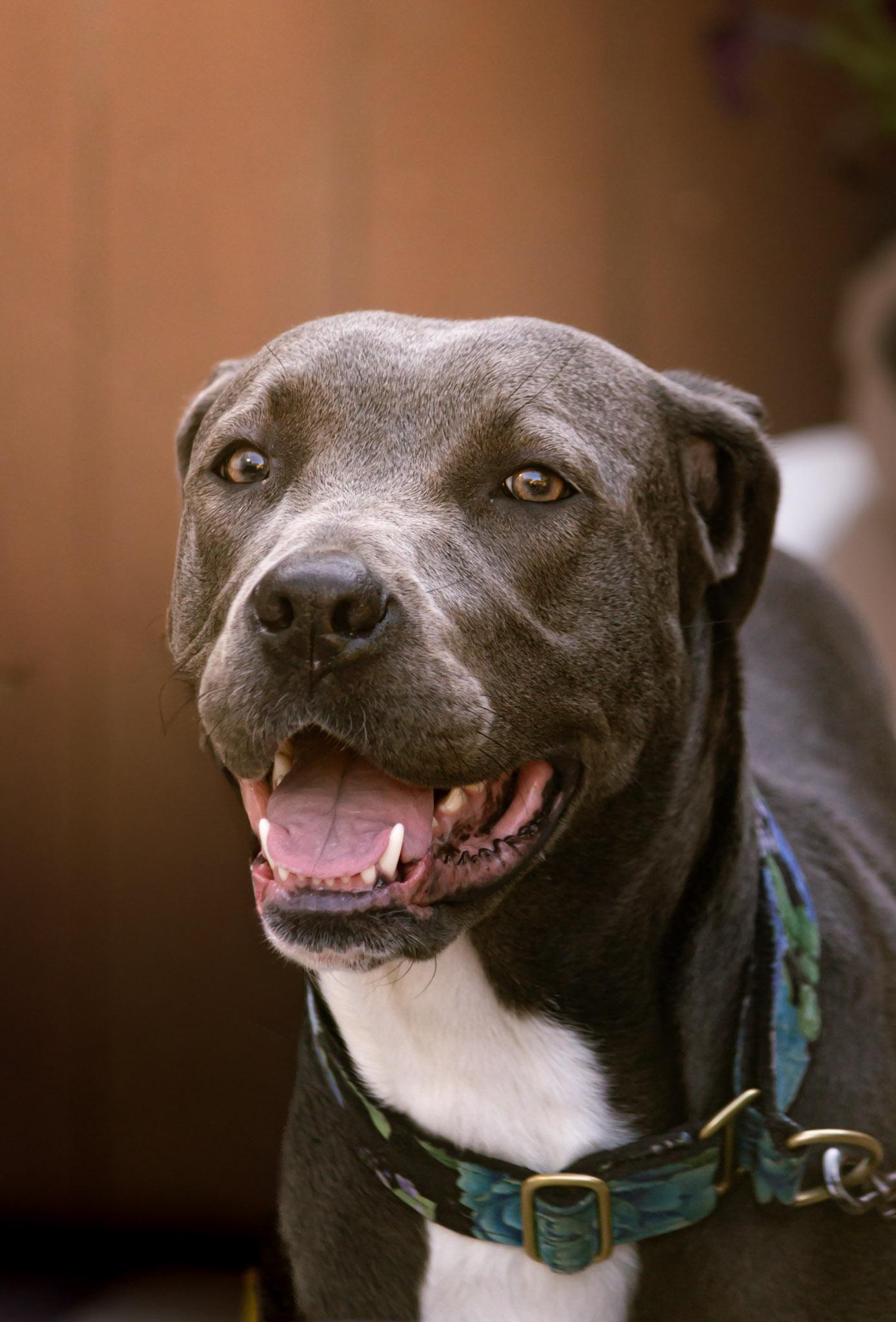 Enlarge Georgia, a Adopted mixed breed in Des Peres, MO image 6/6