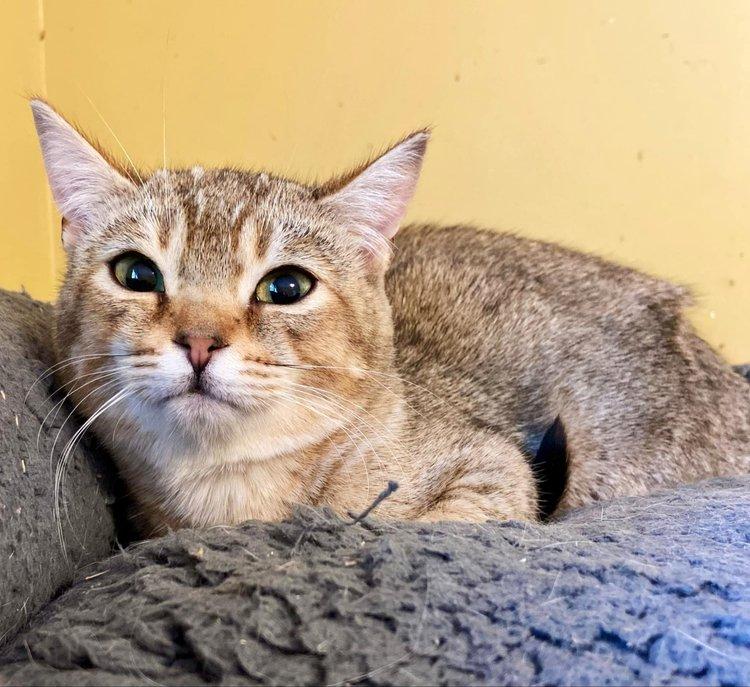 Phoenyx, a Adoptable American Shorthair in Abbotsford, BC image 3/3