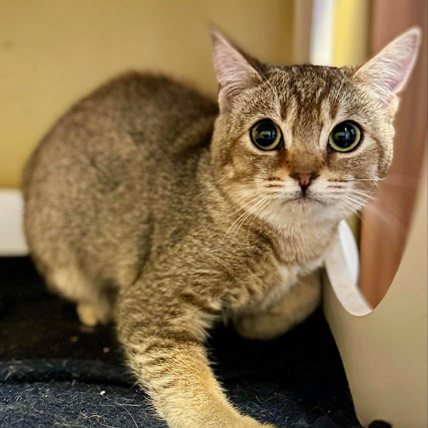 Phoenyx, Adoptable, Young Female American Shorthair.