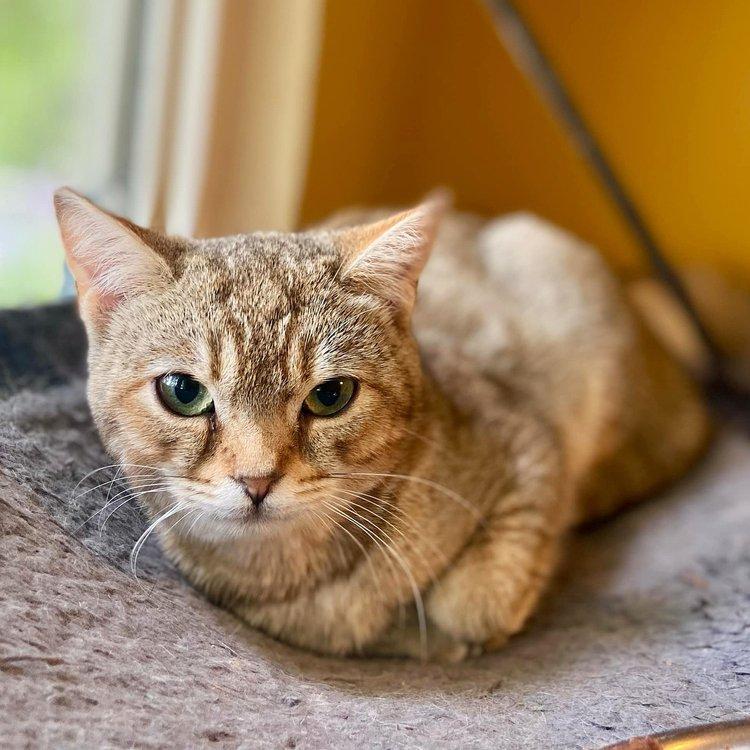 Phoenyx, a Adoptable American Shorthair in Abbotsford, BC image 2/3