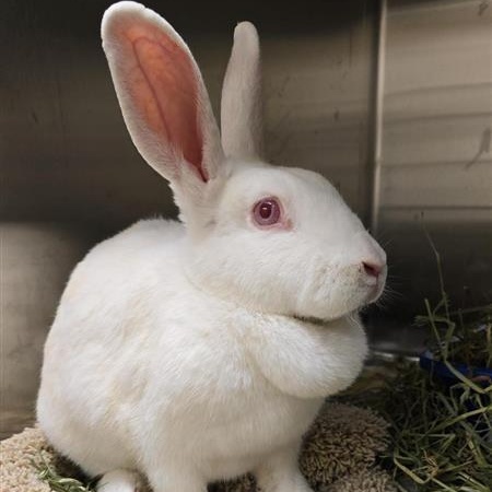 Rabbit for adoption - Cappuccino, a New Zealand & Rex Mix in Prince ...