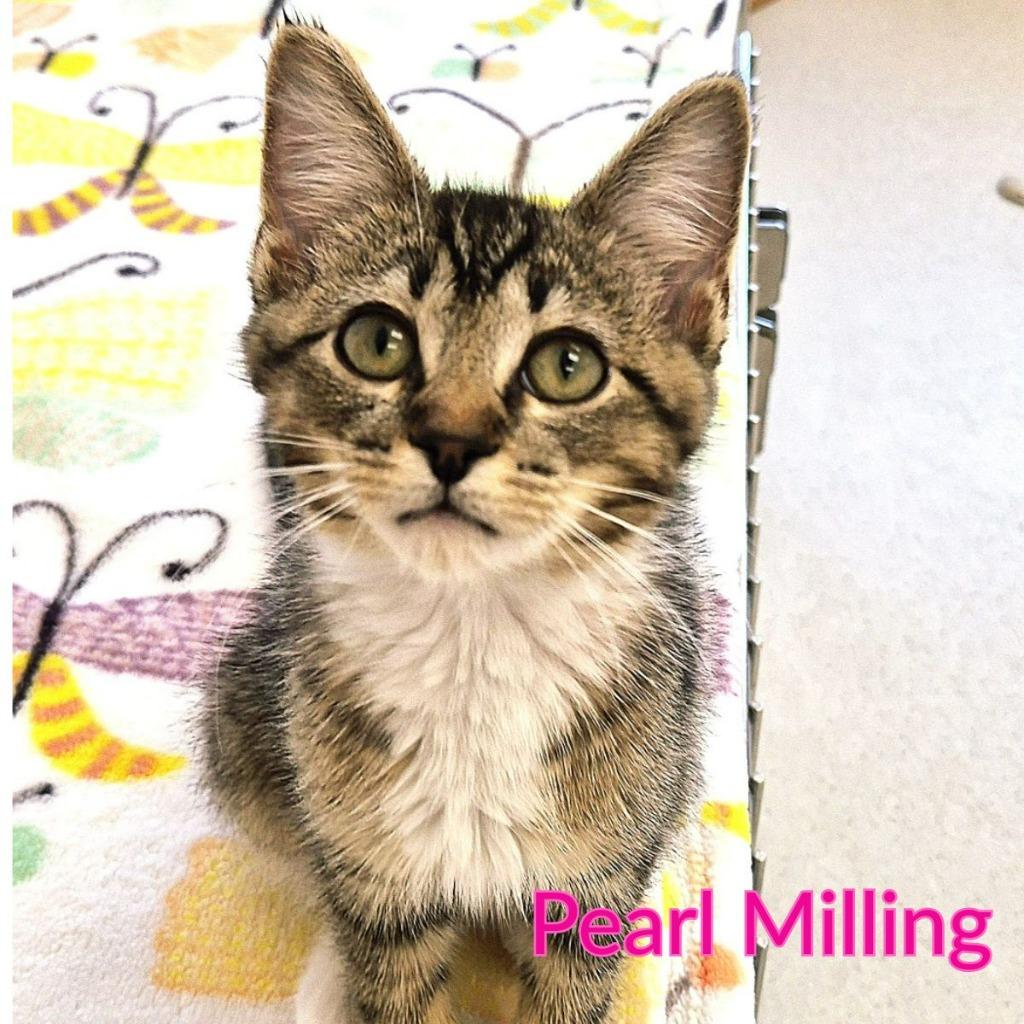 Pearl Milling, a Adoptable mixed breed in North Saint Paul, MN image 1/2