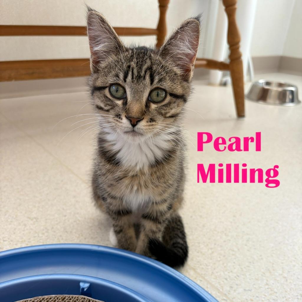 Pearl Milling, a Adoptable mixed breed in North Saint Paul, MN image 2/2