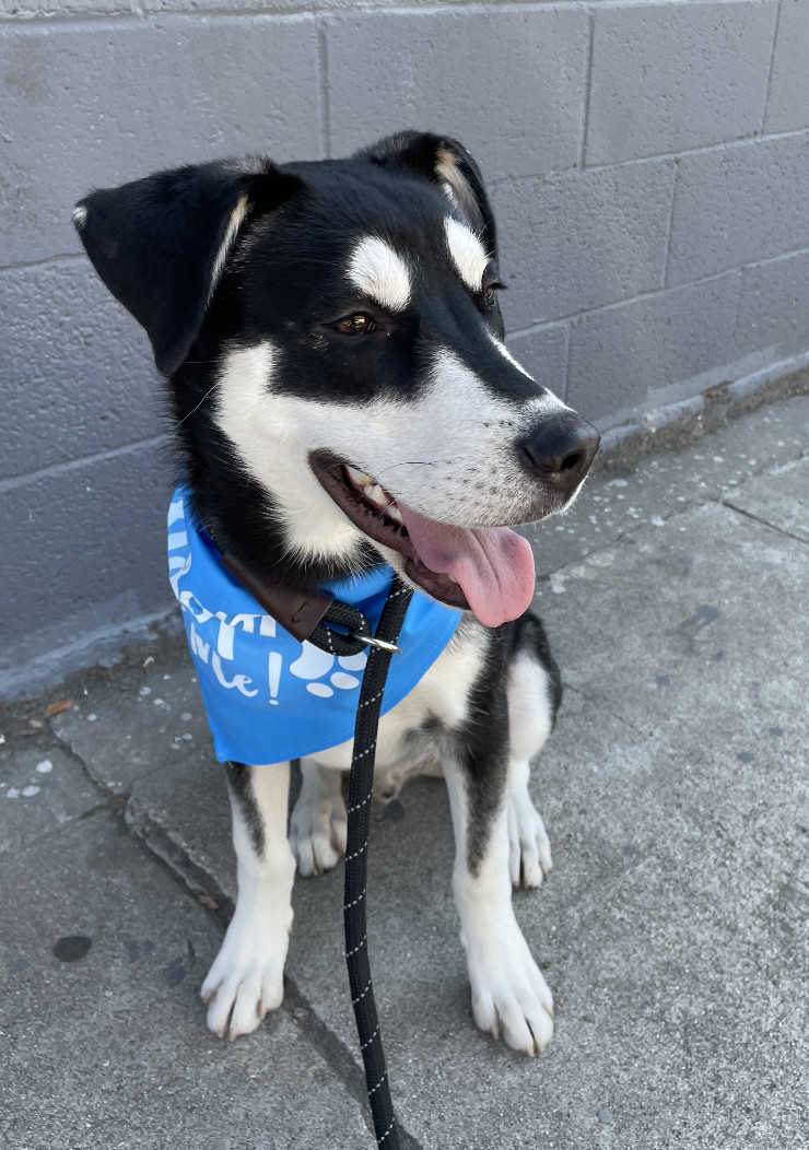Enlarge PHOENIX, a Adopted mixed breed in Studio City, CA image 1/4