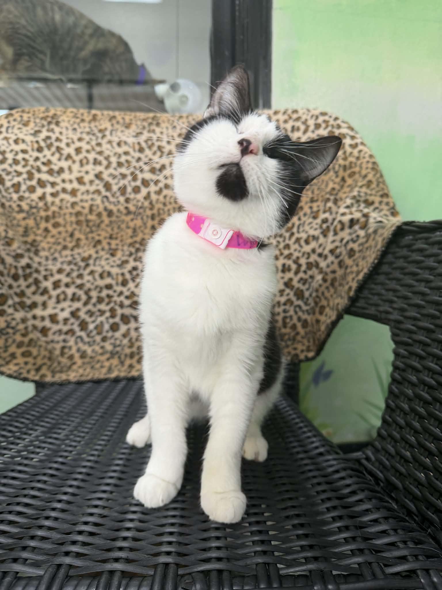 Wynona, ADOPTABLE, Adult Female Tuxedo.