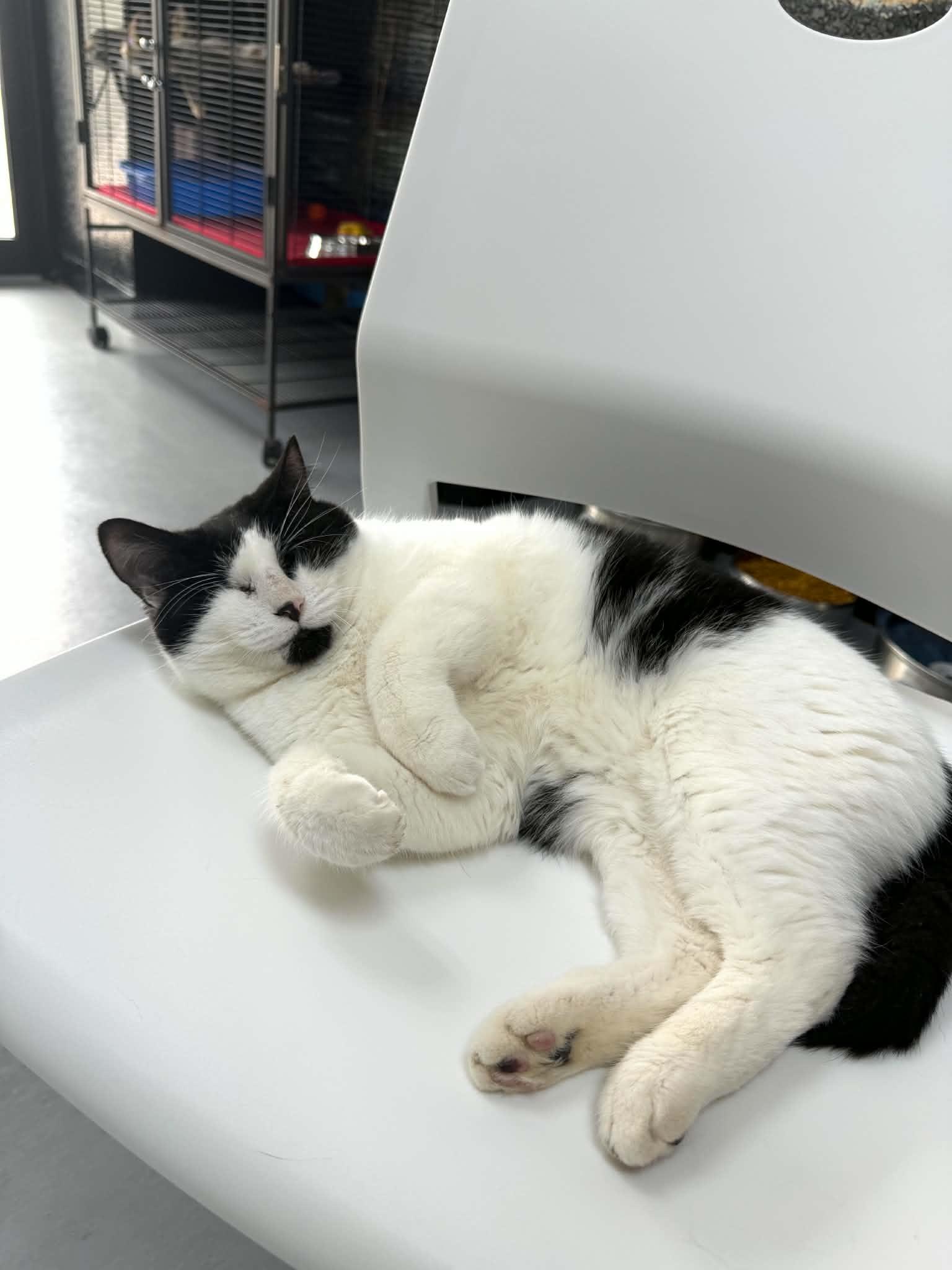 Wynona, a ADOPTABLE Tuxedo in Tavares, FL image 3/4