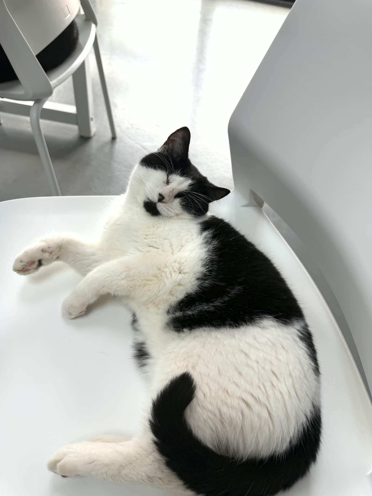 Wynona, a ADOPTABLE Tuxedo in Tavares, FL image 4/4