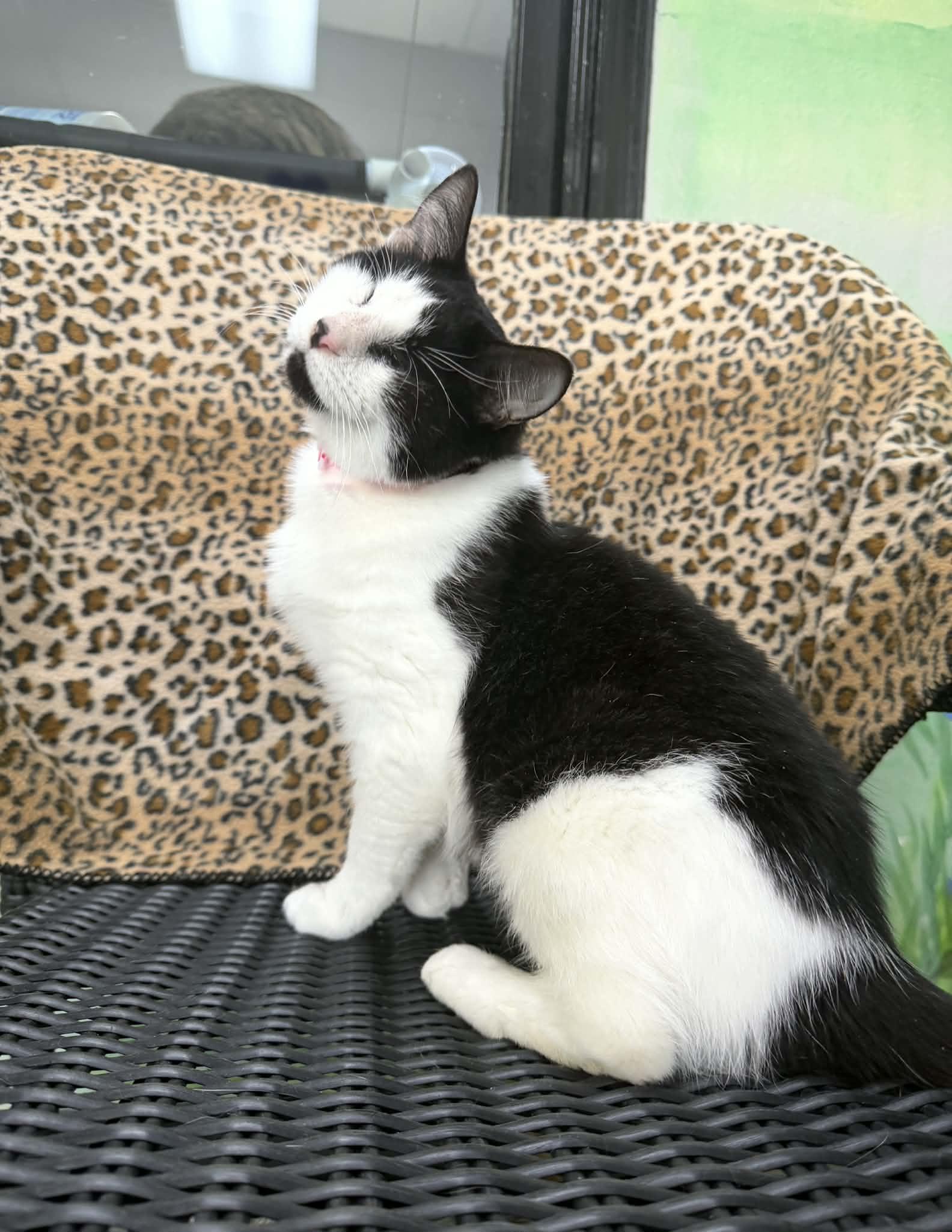 Wynona, a ADOPTABLE Tuxedo in Tavares, FL image 2/4