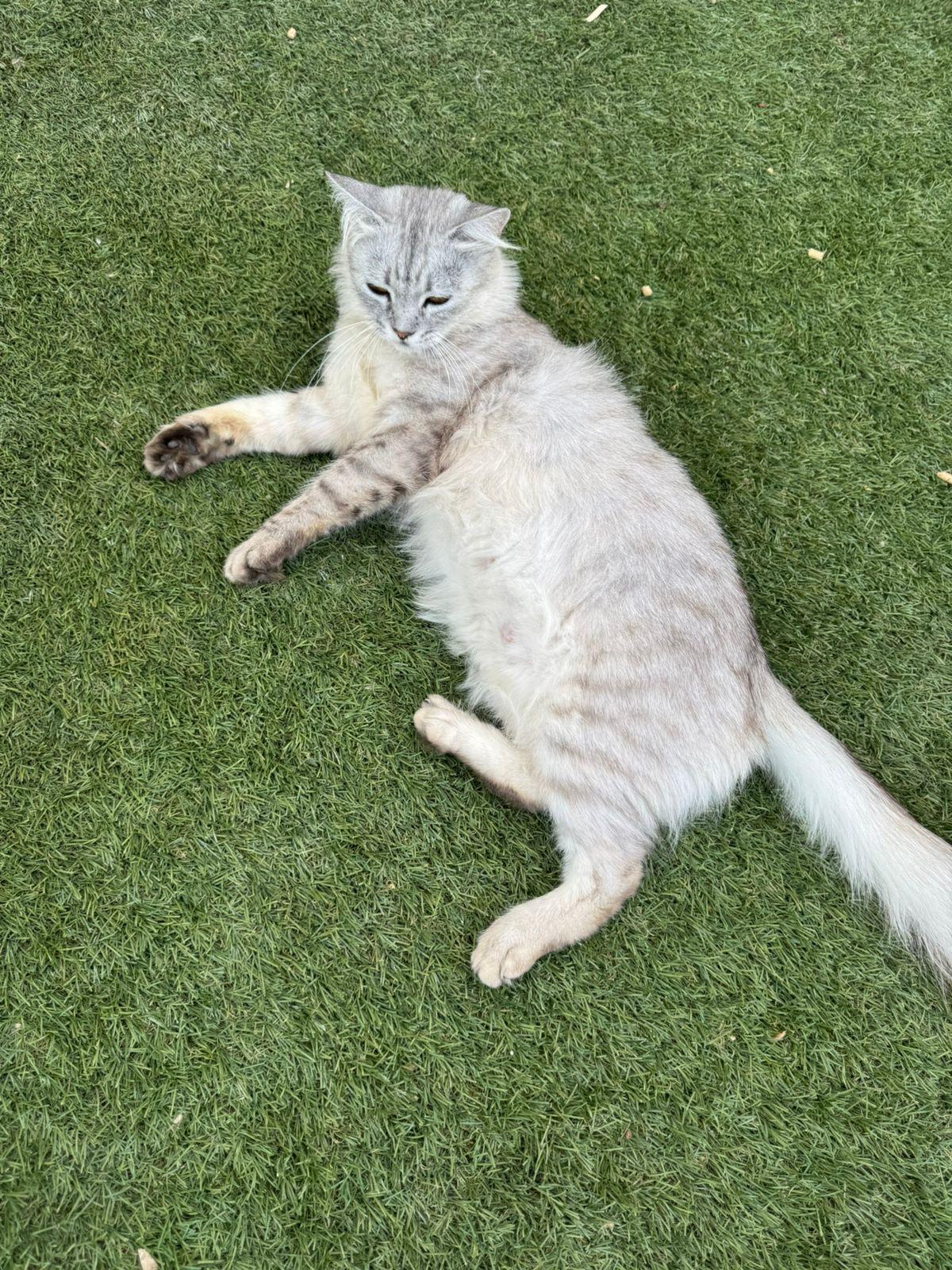 Sally, an adoptable Siberian, Egyptian Mau in Brampton, ON, L6P 2E9 | Photo Image 2