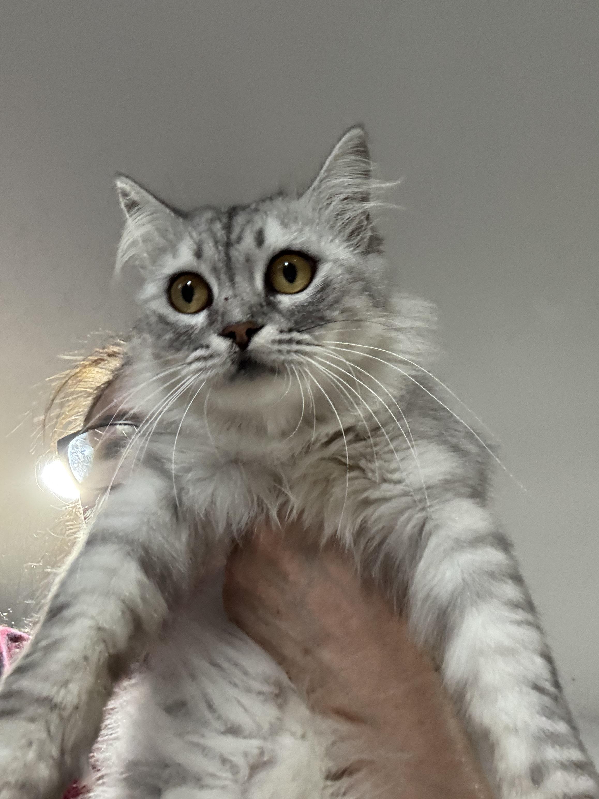 Sally, an adoptable Siberian, Egyptian Mau in Brampton, ON, L6P 2E9 | Photo Image 1