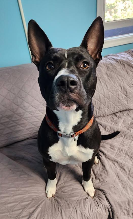 GIOVANNI, ADOPTABLE, Adult Male Pit Bull Terrier.