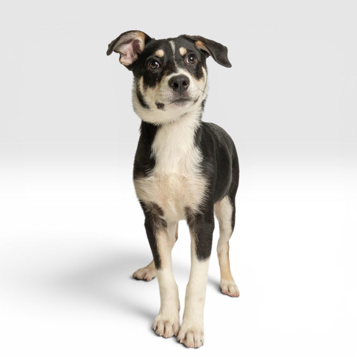 Stormy, Adoptable, Puppy Female Australian Shepherd.