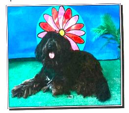 Snuffy,  located in Phelan, CA (southern Calif), Adopted, Adult Male Bouvier des Flandres.