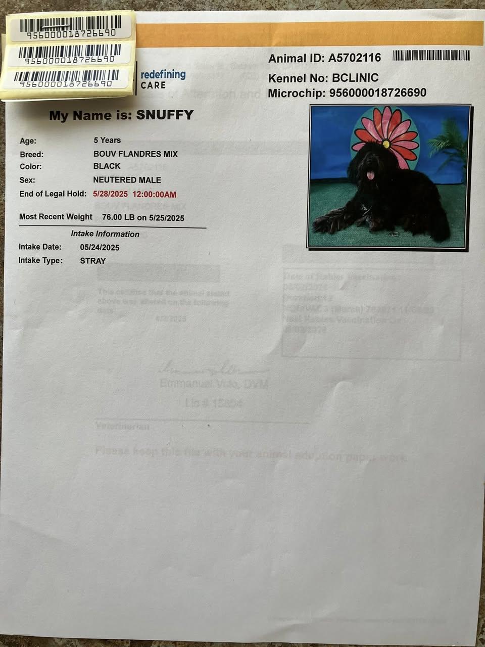 Snuffy, located in Phelan, CA (southern Calif), a Adopted Bouvier des Flandres in Davis, CA image 2/3