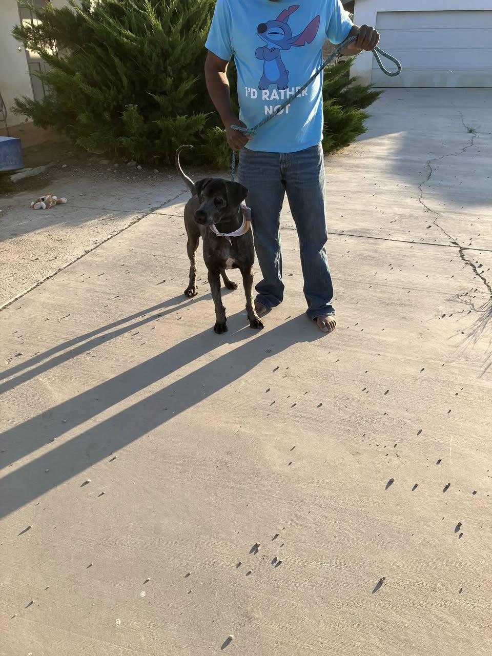 Snuffy, located in Phelan, CA (southern Calif), a Adopted Bouvier des Flandres in Davis, CA image 3/3