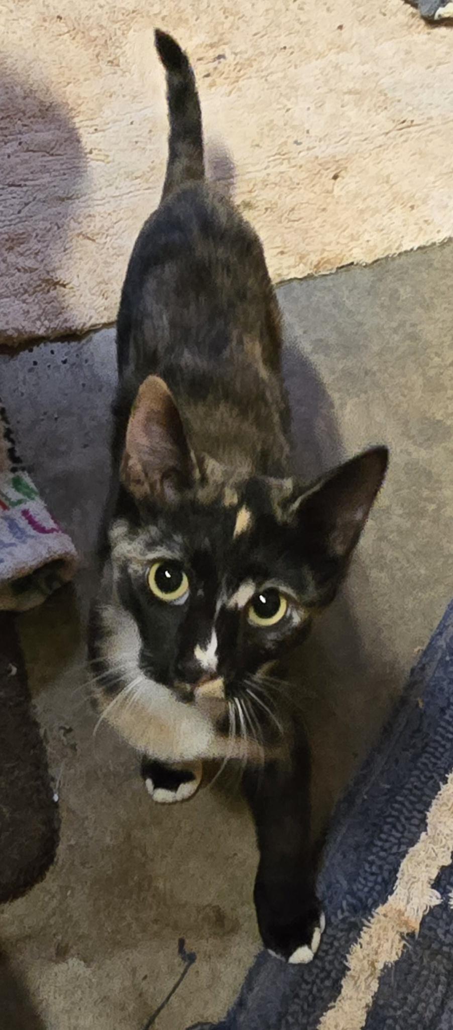 Enlarge Shyann, a Adoptable Domestic Short Hair in Reddick, FL image 4/5