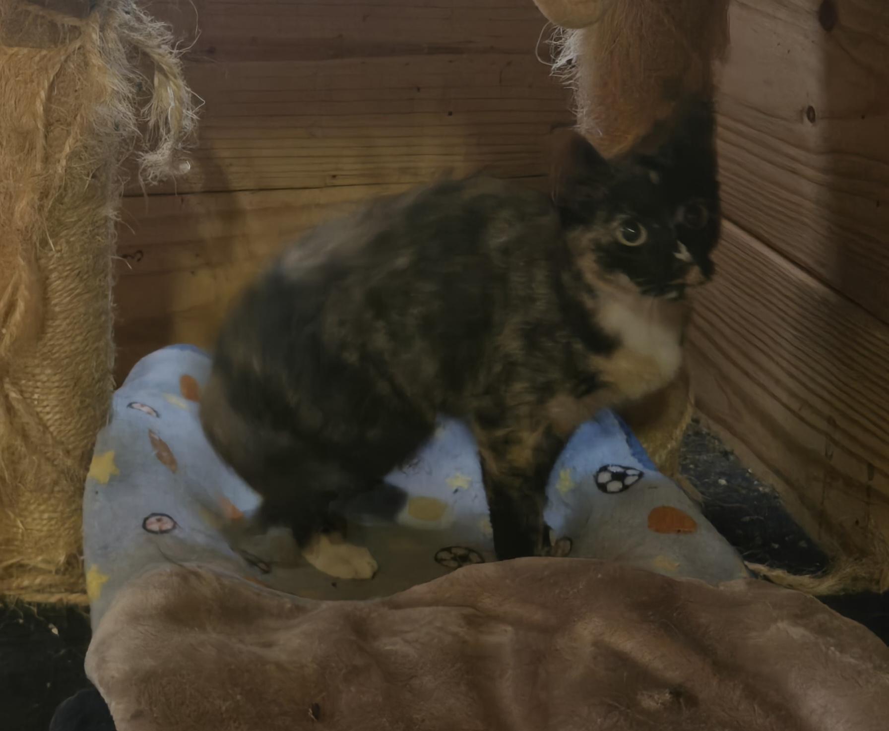 Enlarge Shyann, a Adoptable Domestic Short Hair in Reddick, FL image 3/5