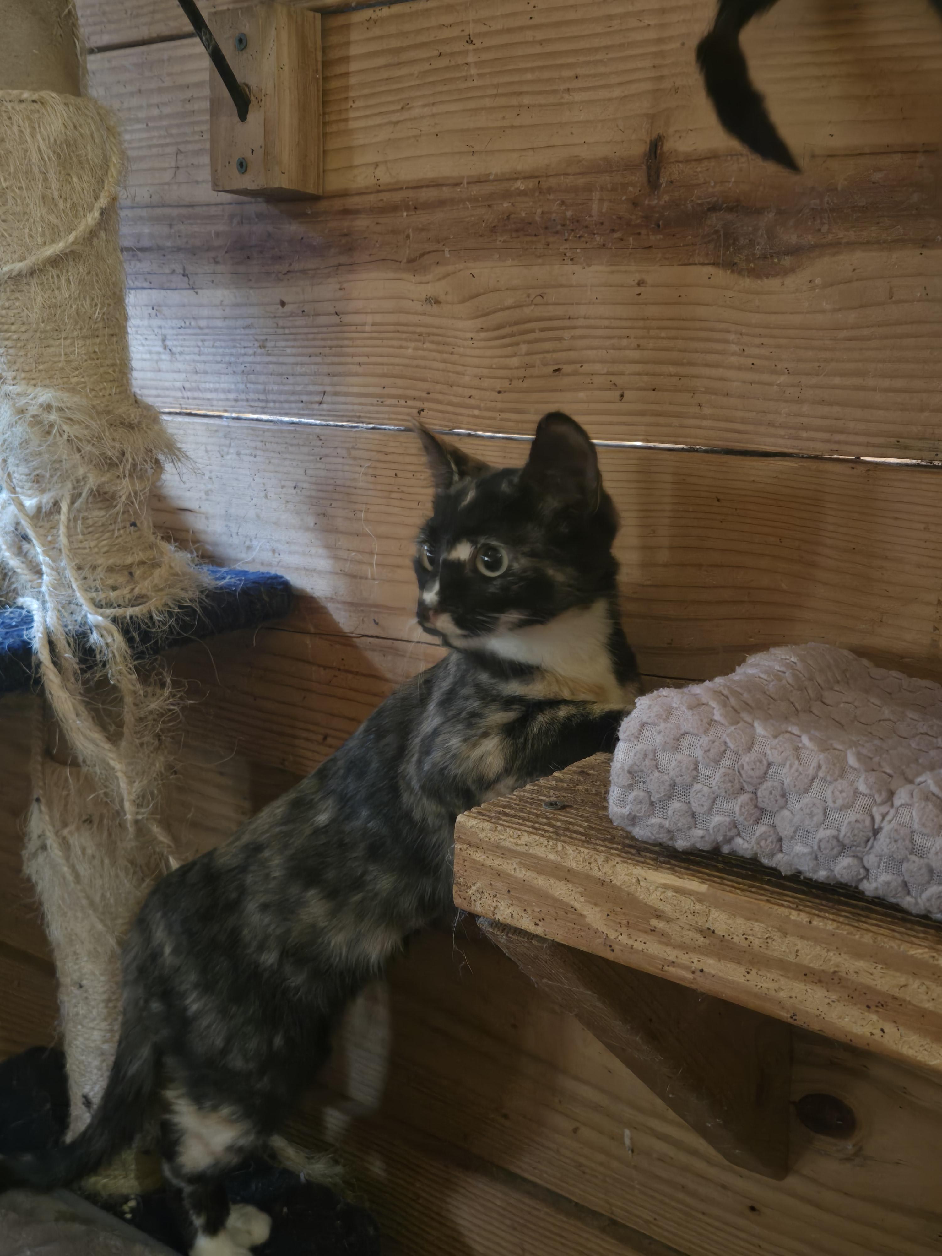 Enlarge Shyann, a Adoptable Domestic Short Hair in Reddick, FL image 1/5