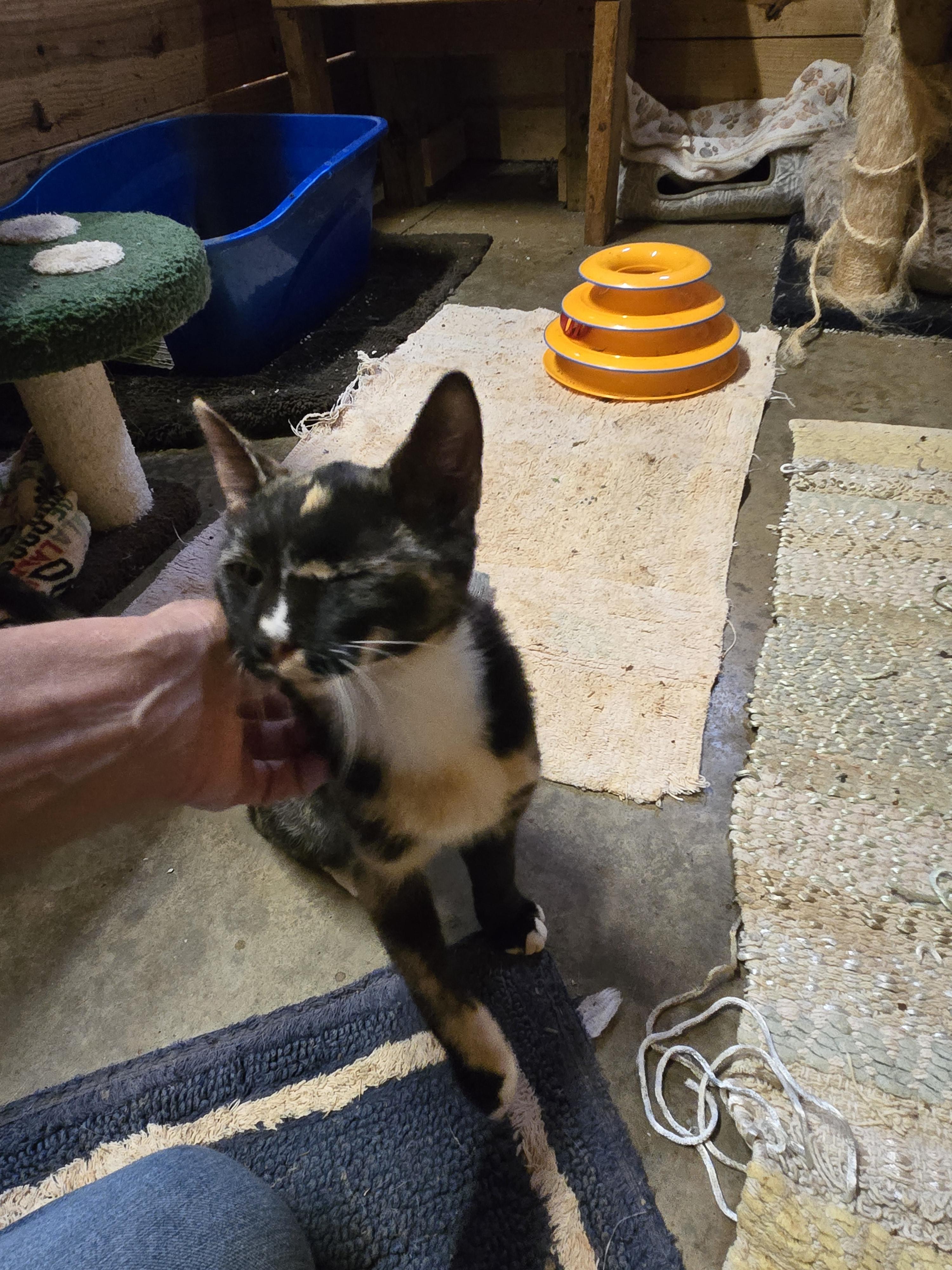 Enlarge Shyann, a Adoptable Domestic Short Hair in Reddick, FL image 5/5