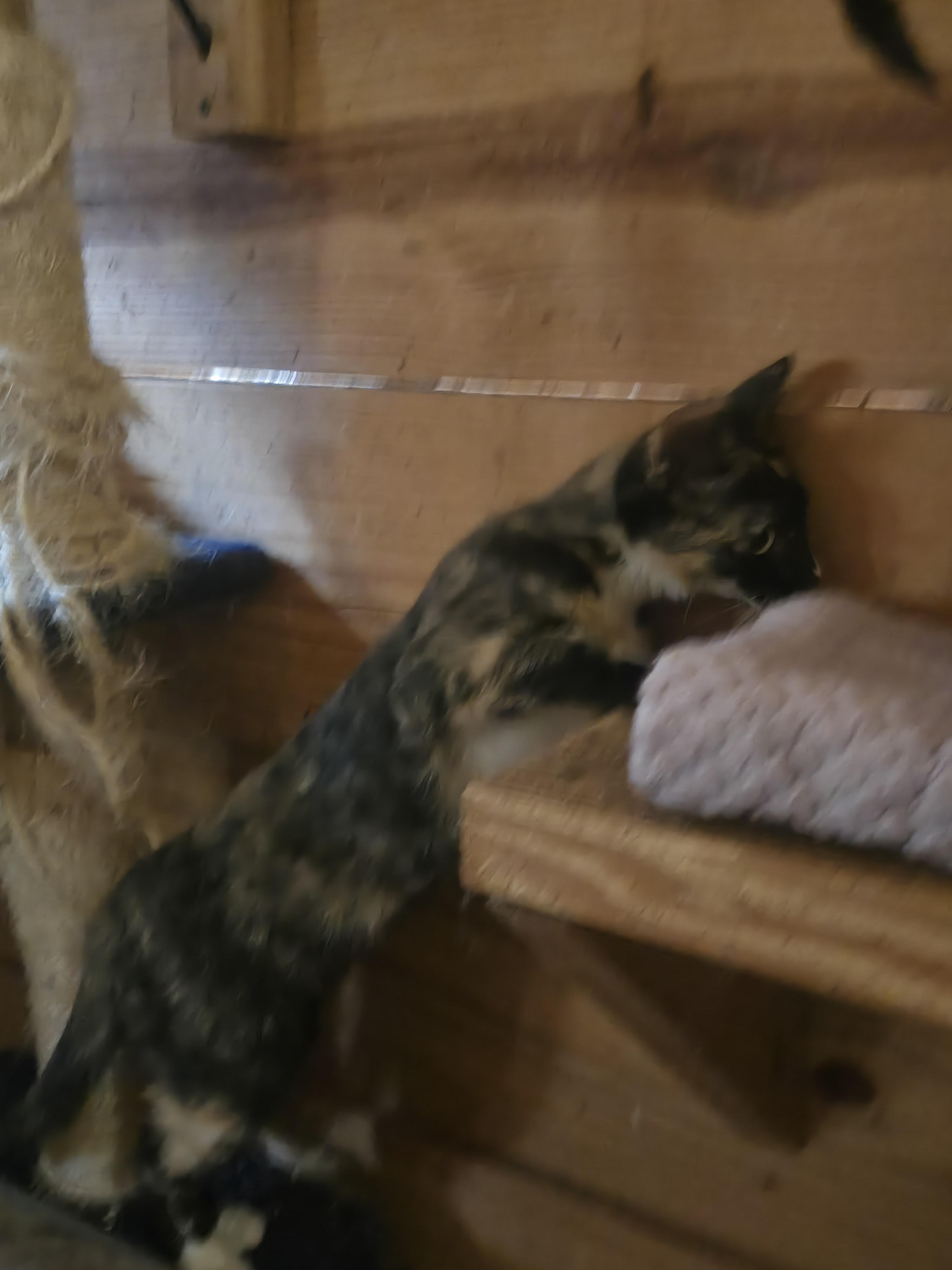 Enlarge Shyann, a Adoptable Domestic Short Hair in Reddick, FL image 2/5
