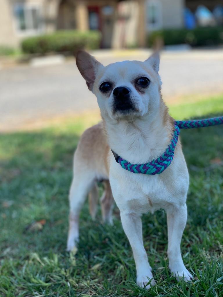 Campbell, Adoptable, Young Male Chihuahua.