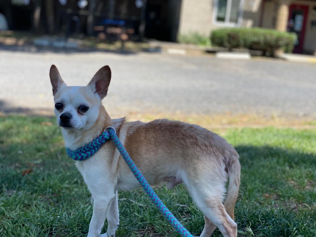 Enlarge Campbell, a Adoptable mixed breed in Chico, CA image 2/3