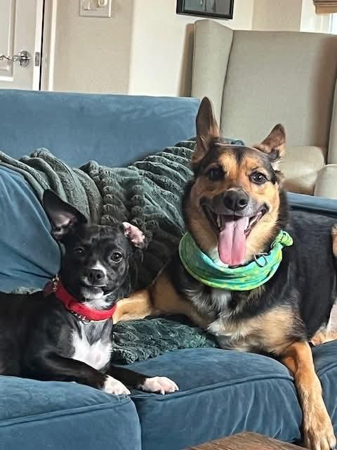 Enlarge 25Y-Ellie Walker, a ADOPTABLE mixed breed in Shingle Springs, CA image 2/4