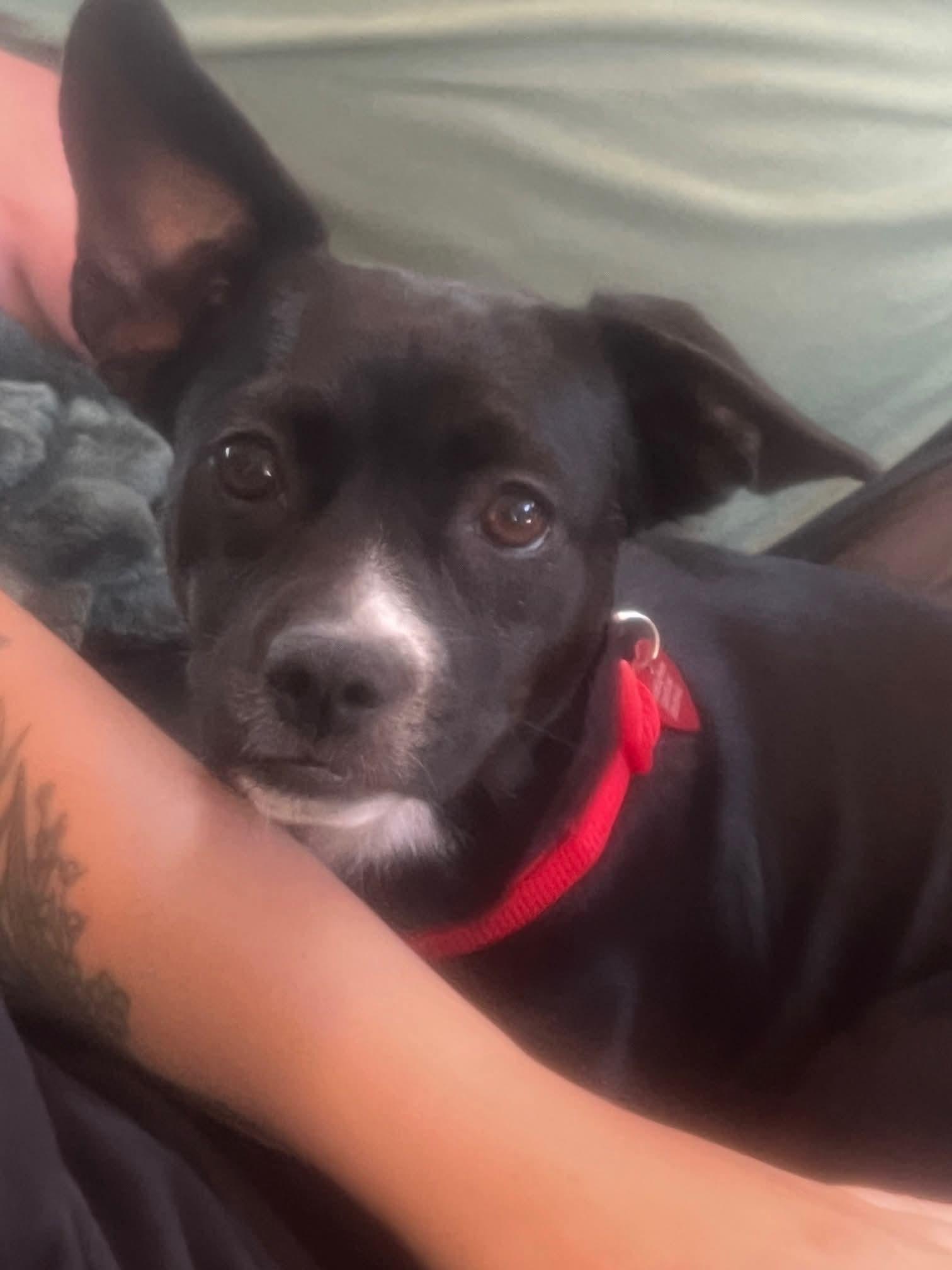 Enlarge 25Y-Ellie Walker, a ADOPTABLE mixed breed in Shingle Springs, CA image 3/4