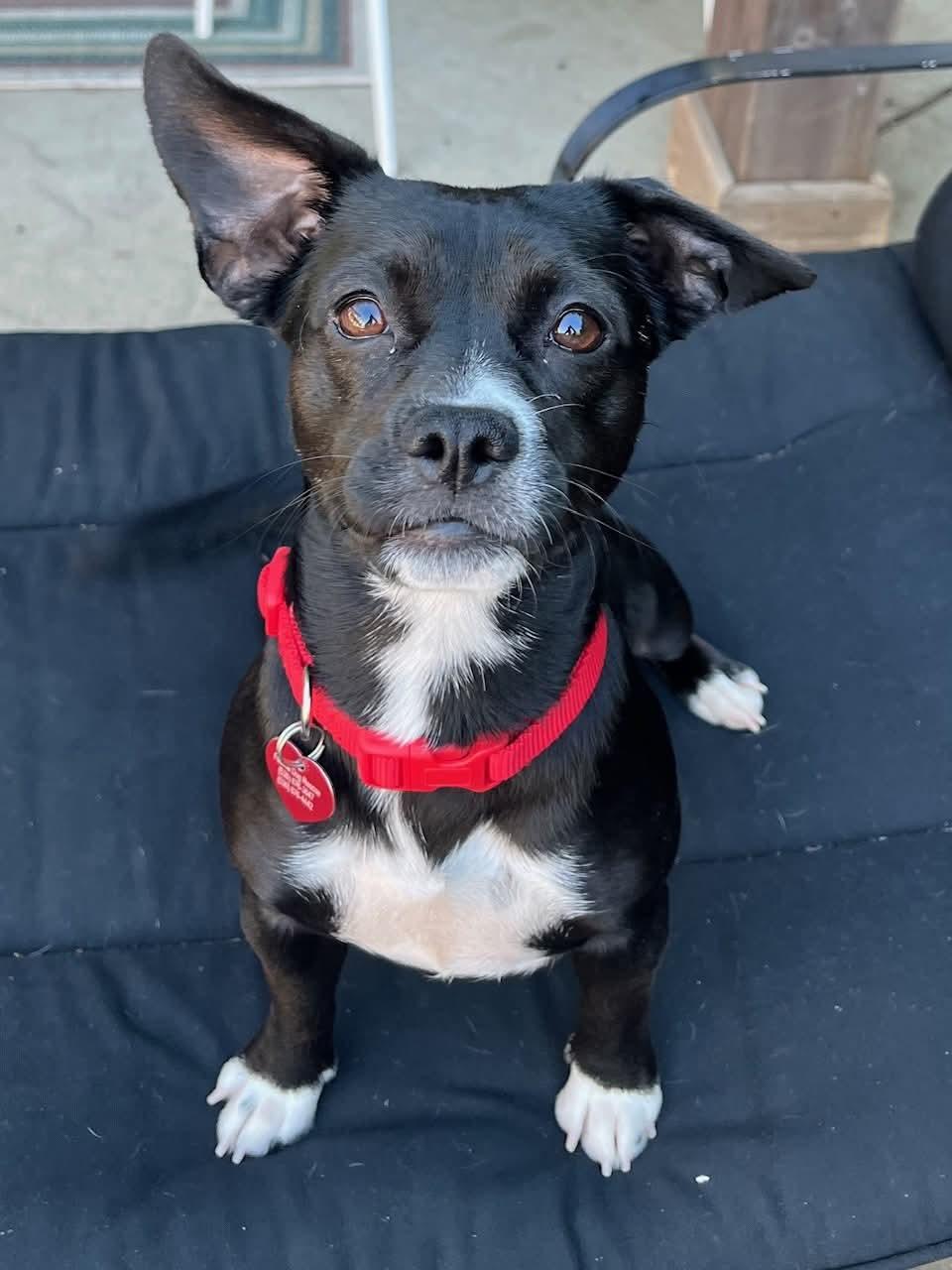 Enlarge 25Y-Ellie Walker, a ADOPTABLE mixed breed in Shingle Springs, CA image 1/4